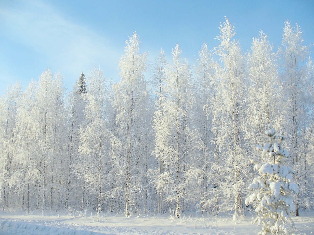 Winter landscape of ice-covered trees and a clear blue sky