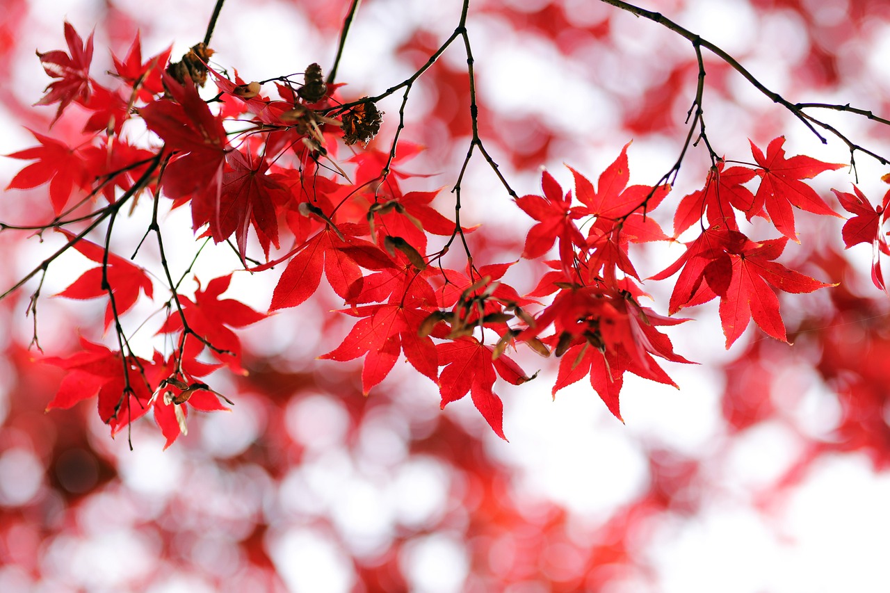 red maple leaves